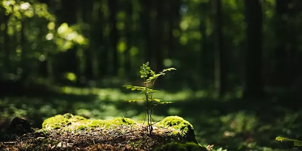 Kaufland Forest